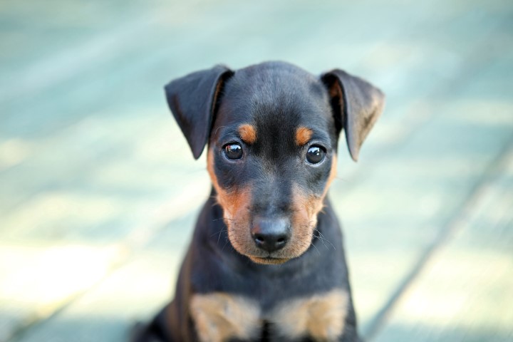 Pinscher Tudo Sobre A Raça De Cachorros Pinscher